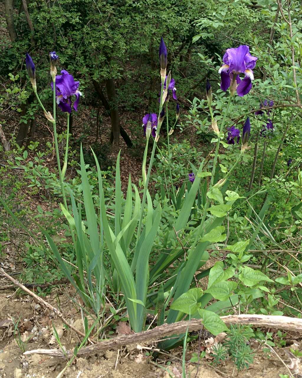 Iris germanica